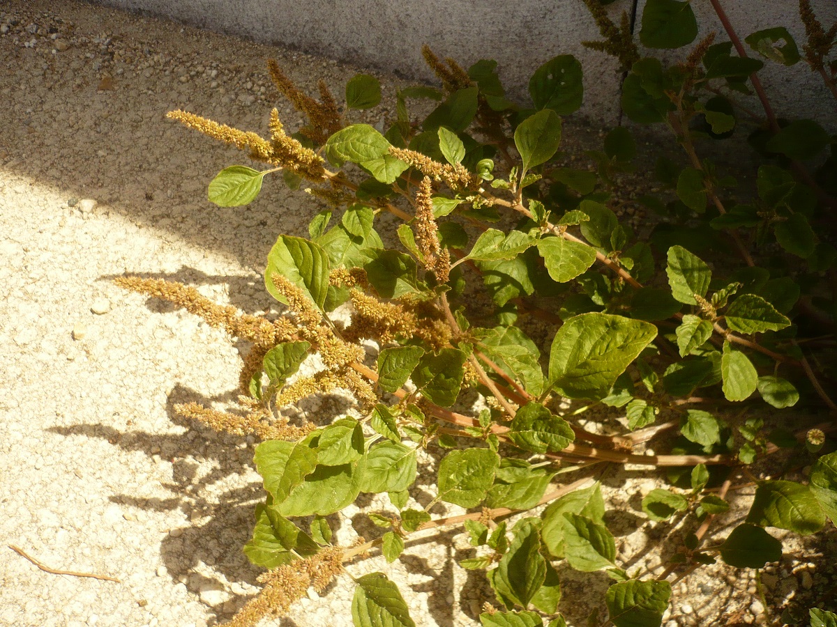 Amaranthus deflexus (Amaranthaceae)